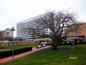Notenboom bij Museon